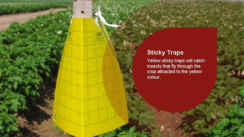 Insect Traps Surveillance Sticky Yellow sticky traps will catch Conduct a surveillance insects that