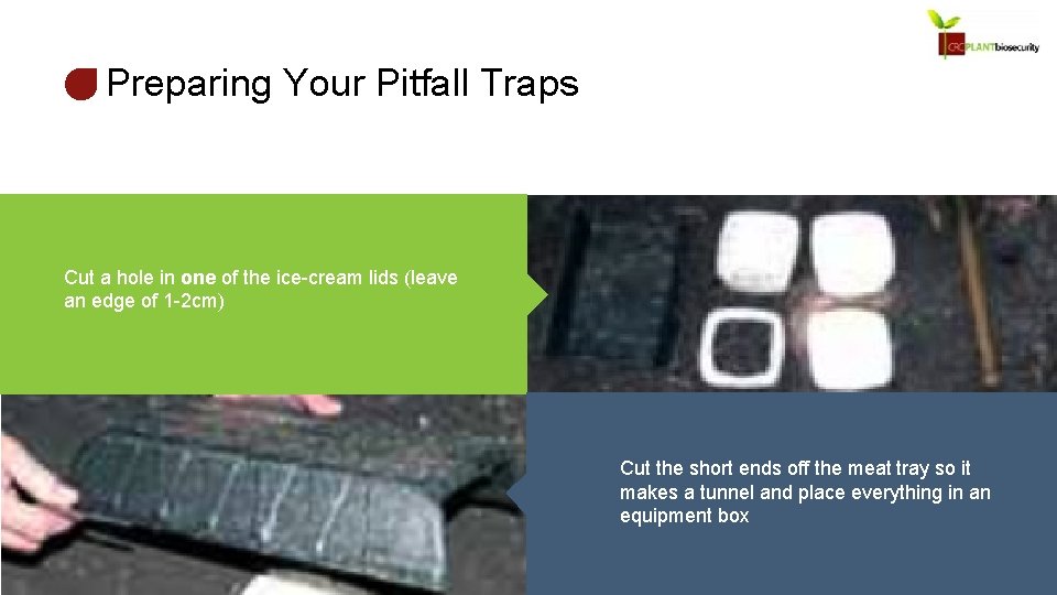 Preparing Your Pitfall Traps Cut a hole in one of the ice-cream lids (leave