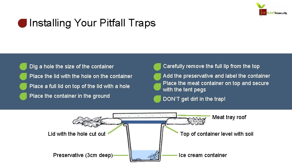 Installing Your Pitfall Traps Dig a hole the size of the container Carefully remove