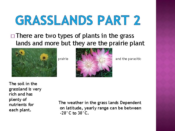 GRASSLANDS PART 2 � There are two types of plants in the grass lands