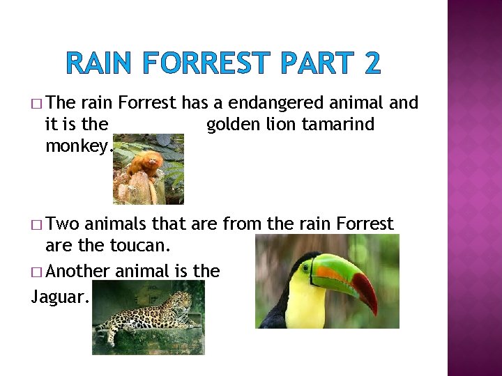 RAIN FORREST PART 2 � The rain Forrest has a endangered animal and it