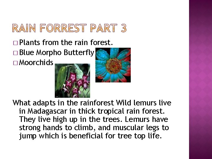 � Plants from the rain forest. � Blue Morpho Butterfly � Moorchids What adapts