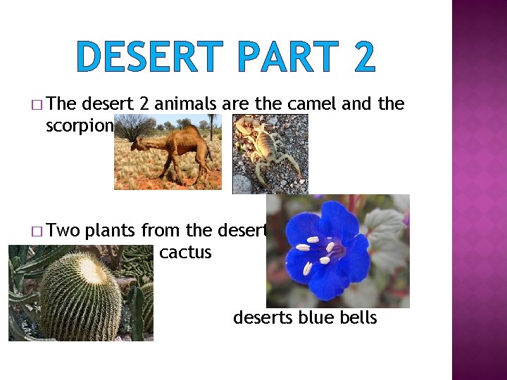 DESERT PART 2 � The desert 2 animals are the camel and the scorpion