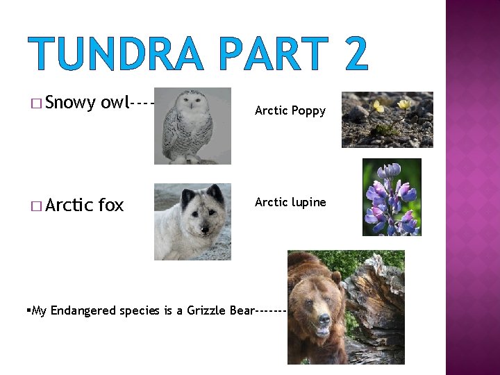 TUNDRA PART 2 � Snowy owl----- � Arctic fox Arctic Poppy Arctic lupine §My