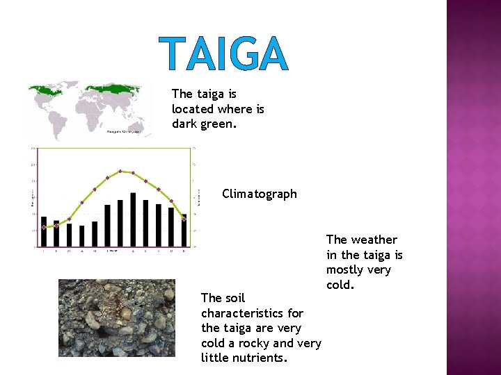 TAIGA The taiga is located where is dark green. Climatograph The soil characteristics for