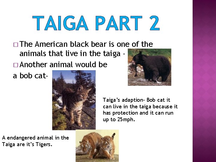 TAIGA PART 2 � The American black bear is one of the animals that