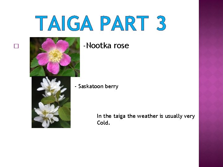 TAIGA PART 3 � -Nootka rose - Saskatoon berry In the taiga the weather