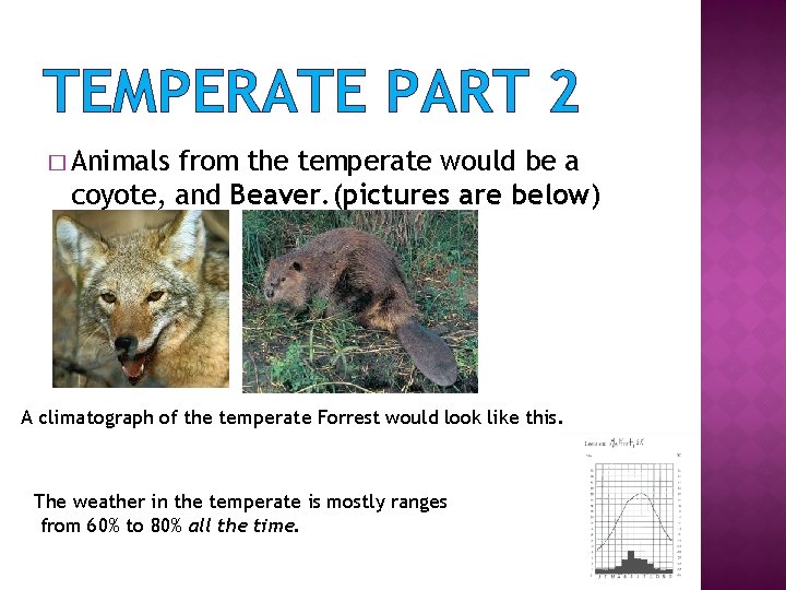 TEMPERATE PART 2 � Animals from the temperate would be a coyote, and Beaver.