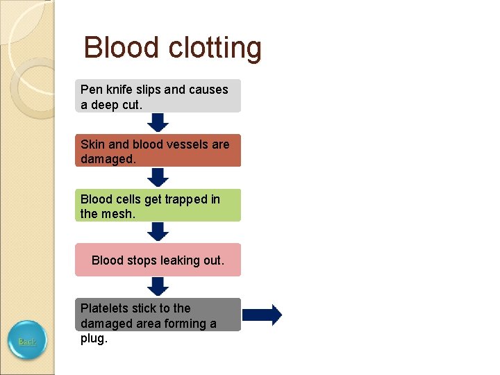 Blood clotting Pen knife slips and causes a deep cut. Skin and blood vessels