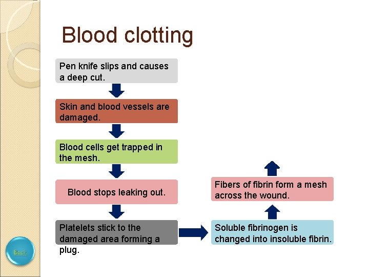 Blood clotting Pen knife slips and causes a deep cut. Skin and blood vessels