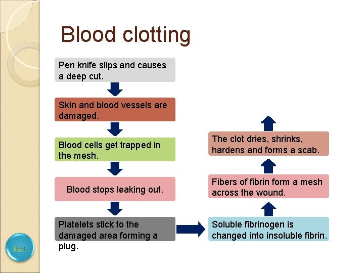 Blood clotting Pen knife slips and causes a deep cut. Skin and blood vessels