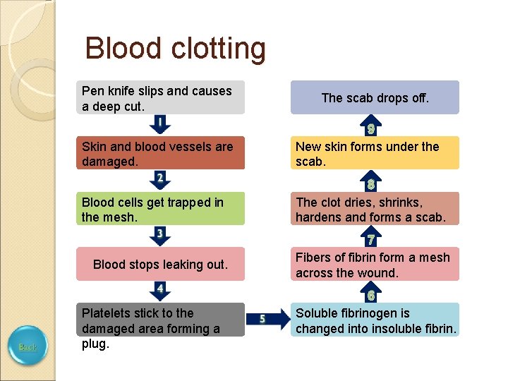 Blood clotting Pen knife slips and causes a deep cut. The scab drops off.