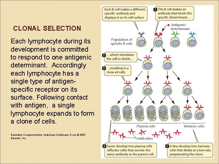 CLONAL SELECTION Each lymphocyte during its development is committed to respond to one antigenic