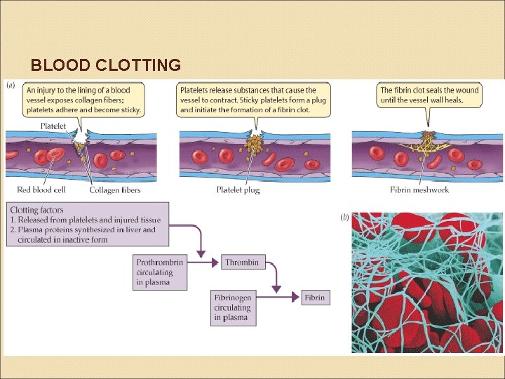 BLOOD CLOTTING 