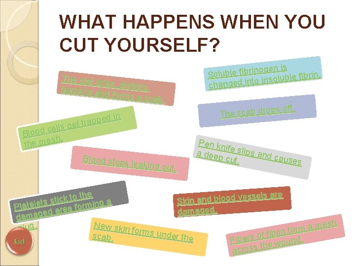 WHAT HAPPENS WHEN YOU CUT YOURSELF? The clot drie s, shrinks, hardens an d