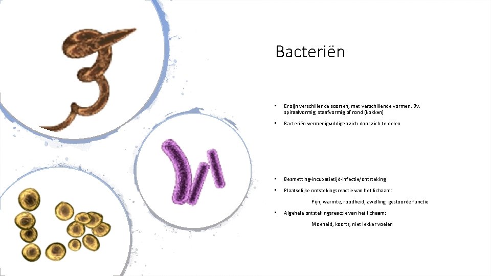 Bacteriën • Er zijn verschillende soorten, met verschillende vormen. Bv. spiraalvormig, staafvormig of rond