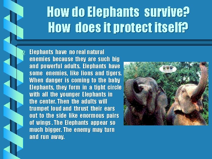 How do Elephants survive? How does it protect itself? b Elephants have no real