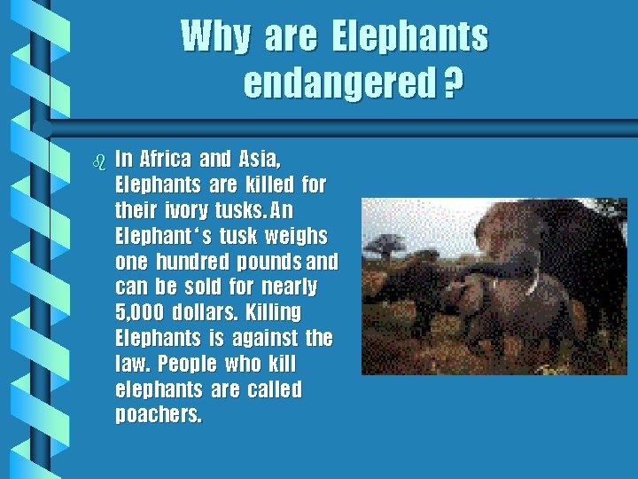 Why are Elephants endangered ? b In Africa and Asia, Elephants are killed for