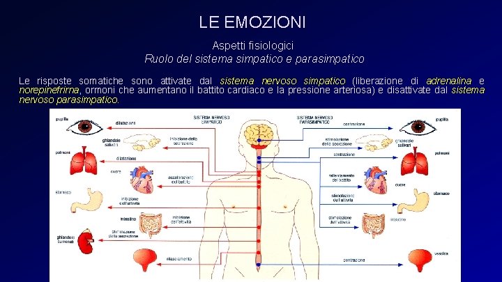 LE EMOZIONI Aspetti fisiologici Ruolo del sistema simpatico e parasimpatico Le risposte somatiche sono