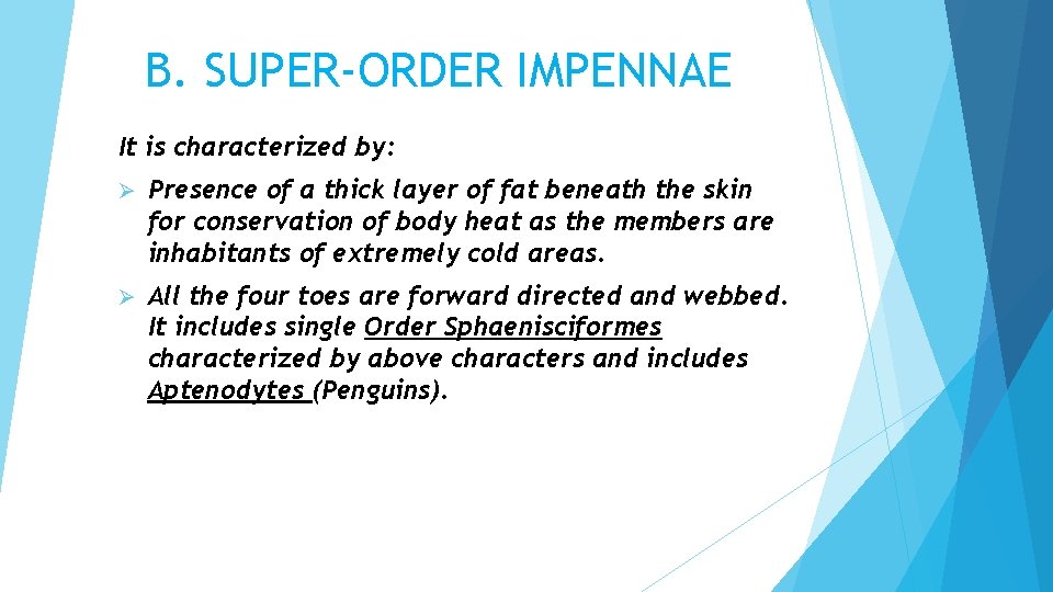 B. SUPER-ORDER IMPENNAE It is characterized by: Ø Presence of a thick layer of