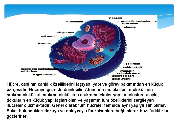 Hücre, canlının canlılık özelliklerini taşıyan, yapı ve görev bakımından en küçük parçasıdır. Hücreye göze