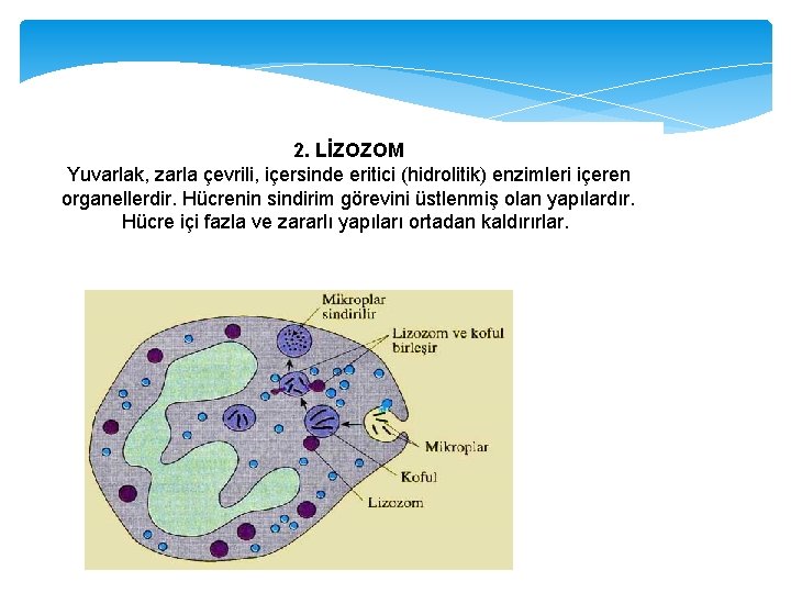 2. LİZOZOM Yuvarlak, zarla çevrili, içersinde eritici (hidrolitik) enzimleri içeren organellerdir. Hücrenin sindirim görevini