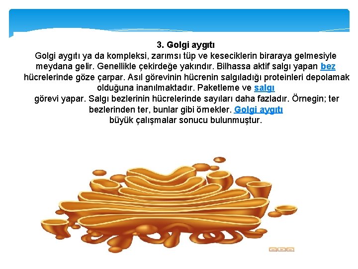 3. Golgi aygıtı ya da kompleksi, zarımsı tüp ve keseciklerin biraraya gelmesiyle meydana gelir.