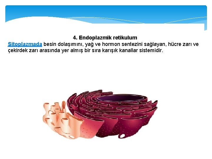 4. Endoplazmik retikulum Sitoplazmada besin dolaşımını, yağ ve hormon sentezini sağlayan, hücre zarı ve