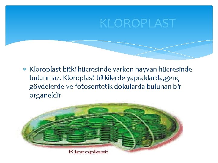 KLOROPLAST Kloroplast bitki hücresinde varken hayvan hücresinde bulunmaz. Kloroplast bitkilerde yapraklarda, genç gövdelerde ve