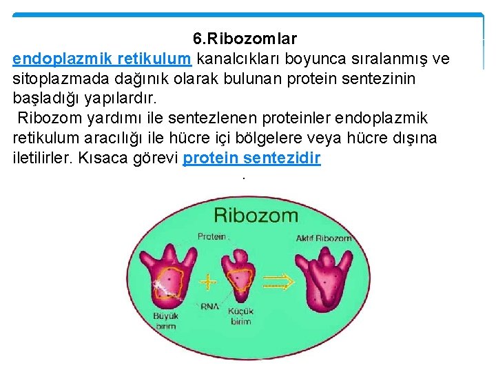 6. Ribozomlar endoplazmik retikulum kanalcıkları boyunca sıralanmış ve sitoplazmada dağınık olarak bulunan protein sentezinin