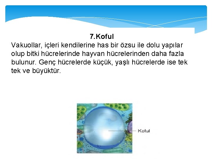 7. Koful Vakuollar, içleri kendilerine has bir özsu ile dolu yapılar olup bitki hücrelerinde