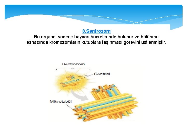 8. Sentrozom Bu organel sadece hayvan hücrelerinde bulunur ve bölünme esnasında kromozomların kutuplara taşınması