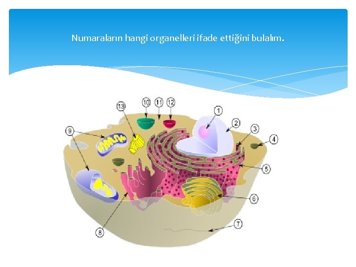 Numaraların hangi organelleri ifade ettiğini bulalım. 
