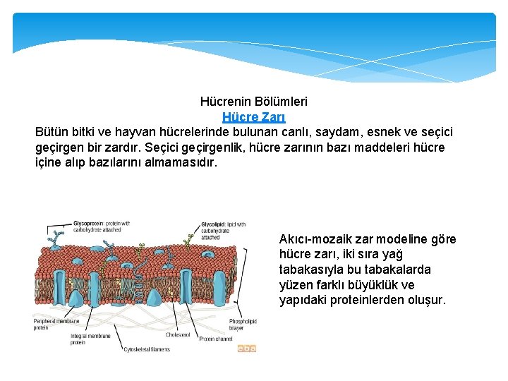 Hücrenin Bölümleri Hücre Zarı Bütün bitki ve hayvan hücrelerinde bulunan canlı, saydam, esnek ve