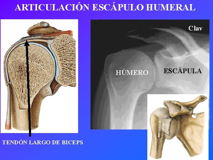 ARTICULACIÓN ESCÁPULO HUMERAL Clav HÚMERO TENDÓN LARGO DE BICEPS ESCÁPULA 