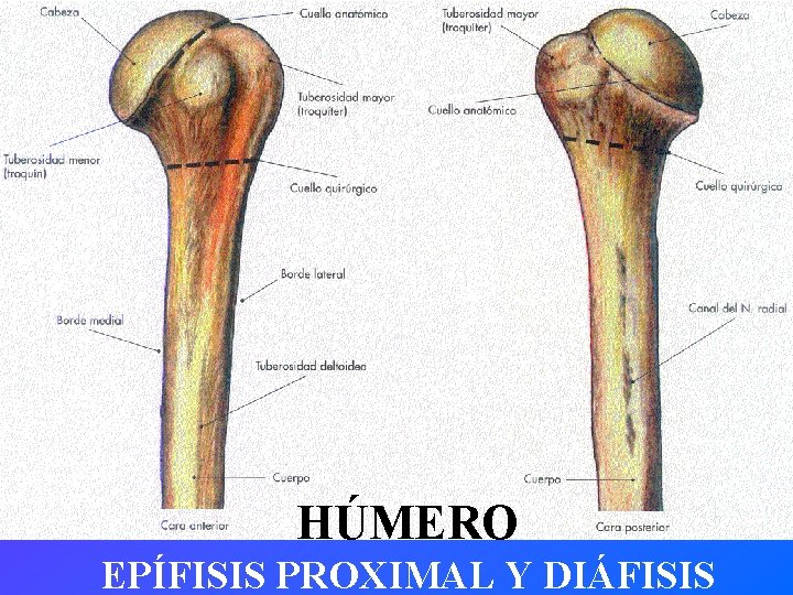 HÚMERO EPÍFISIS PROXIMAL Y DIÁFISIS 