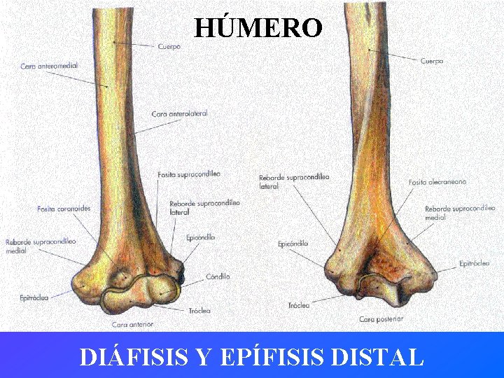 HÚMERO DIÁFISIS Y EPÍFISIS DISTAL 