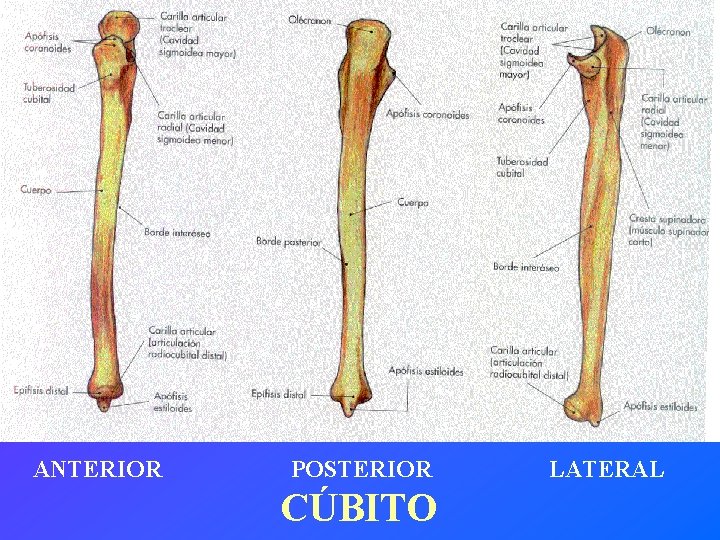 ANTERIOR POSTERIOR CÚBITO LATERAL 