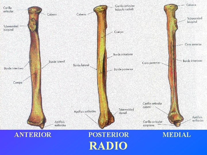 ANTERIOR POSTERIOR RADIO MEDIAL 