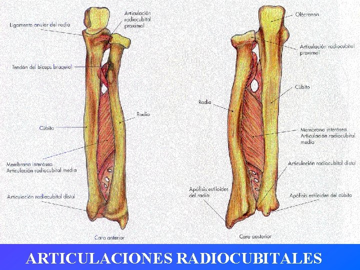 ARTICULACIONES RADIOCUBITALES 