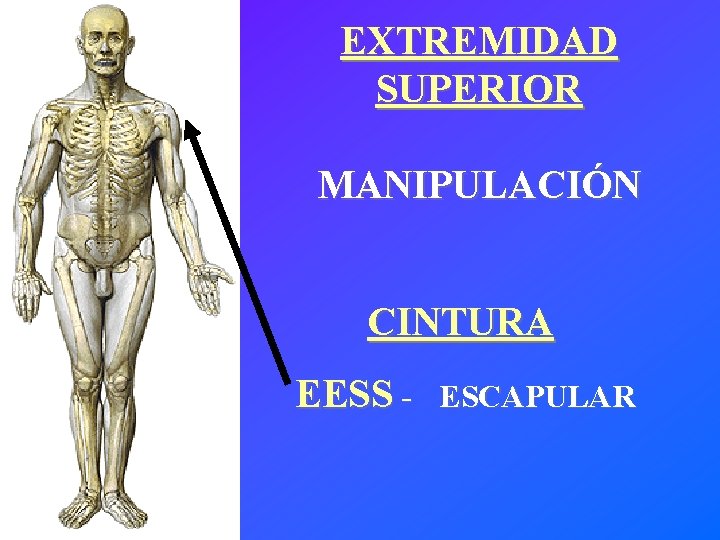 EXTREMIDAD SUPERIOR MANIPULACIÓN CINTURA EESS - ESCAPULAR 