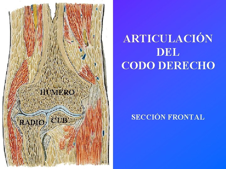 ARTICULACIÓN DEL CODO DERECHO HÚMERO RADIO CUB SECCIÓN FRONTAL 