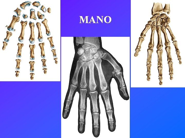 MANO 