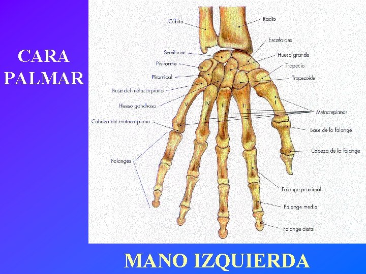 CARA PALMAR MANO IZQUIERDA 