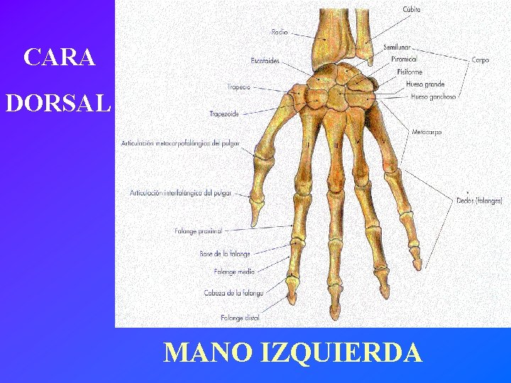 CARA DORSAL MANO IZQUIERDA 