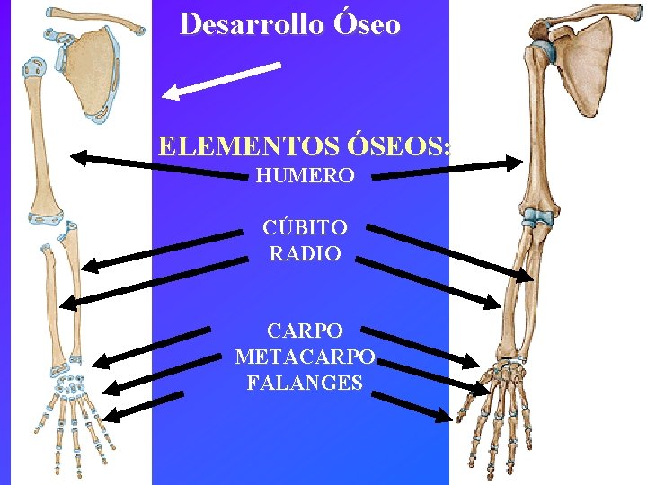 Desarrollo Óseo ELEMENTOS ÓSEOS: HUMERO CÚBITO RADIO CARPO METACARPO FALANGES 