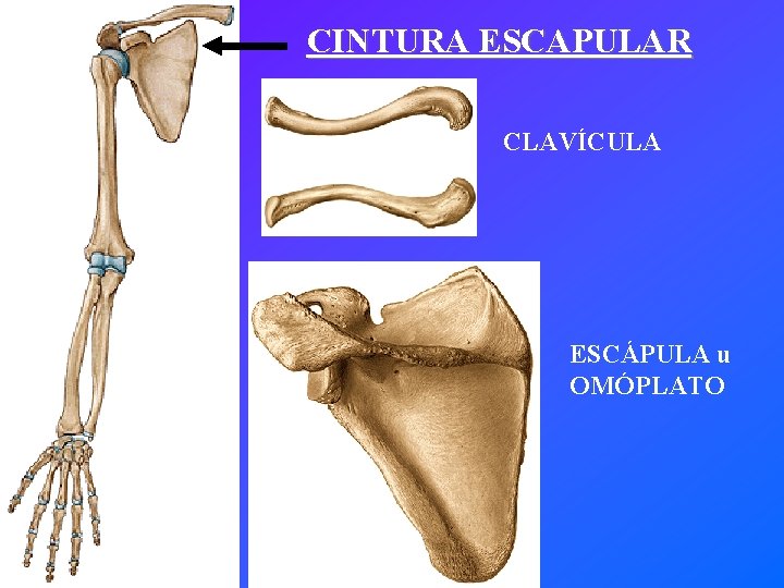 CINTURA ESCAPULAR CLAVÍCULA ESCÁPULA u OMÓPLATO 