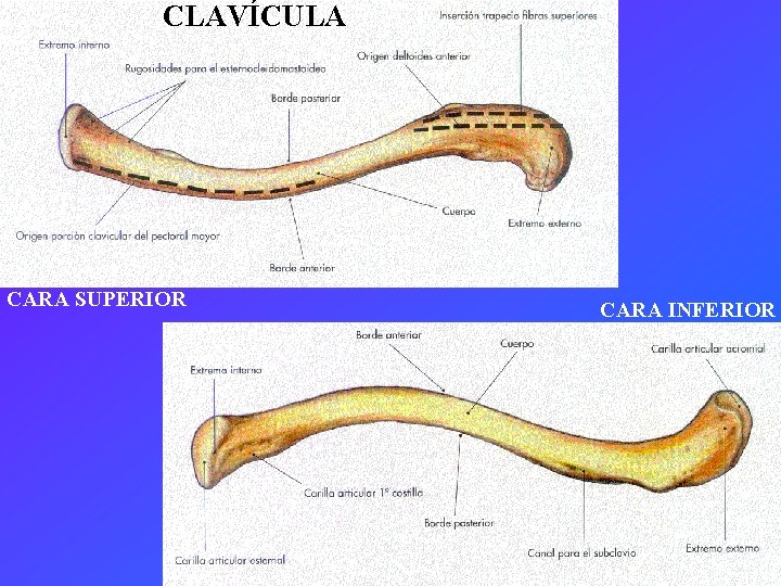 CLAVÍCULA CARA SUPERIOR CARA INFERIOR 