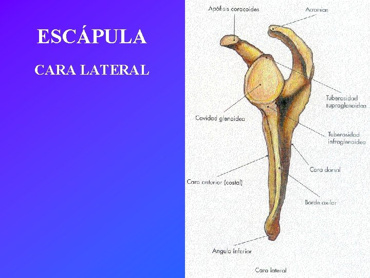 ESCÁPULA CARA LATERAL 