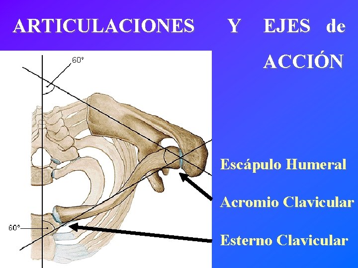 ARTICULACIONES Y EJES de ACCIÓN Escápulo Humeral Acromio Clavicular Esterno Clavicular 